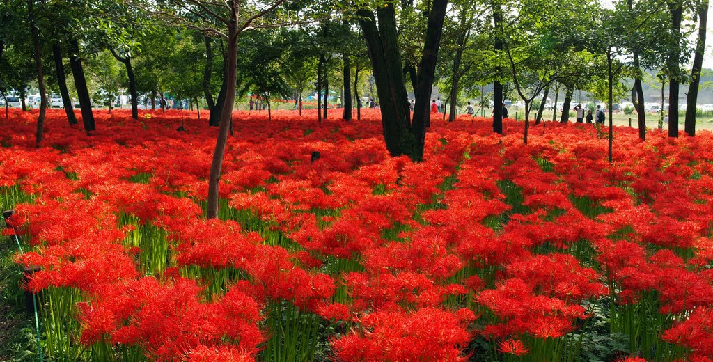 彼岸花が美しい季節です 即日スピード名刺印刷 名入れカレンダー作成 チラシ パンフレットのデザイン 印刷ならのエース広告